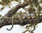 Leopard in a Tree I by Spencer Hodge