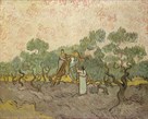 Women Picking Olives Anagoria by Vincent Van Gogh