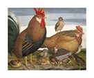 Hen, Rooster and Chicks by Battaglia