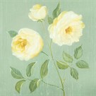 Abundant Rose I by Mimi Roberts