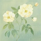 Abundant Rose II by Mimi Roberts