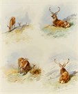 Study of Red Deer by Archibald Thorburn