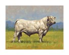 Charolais Bull by Peter Munro