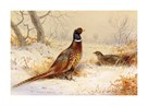 Cock and Hen Pheasant by Archibald Thorburn