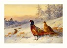 Cock and Hen Pheasant in the Snow by Archibald Thorburn