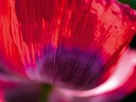 Radiant Poppy III by Ella Lancaster