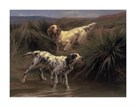 English Setters in a Marshland by Thomas Blinks
