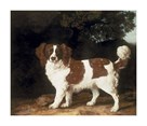 Fanny, A favourite Spaniel Of Mrs Musters by George Stubbs