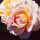 White Rose by Jennifer Harmes