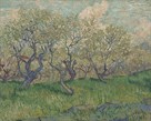 Orchard In Blossom by Vincent Van Gogh