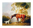 Bay Horse and White Dog by George Stubbs