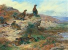 Red Grouse by Archibald Thorburn