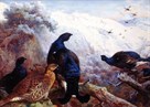 Black Grouse in Winter by Archibald Thorburn