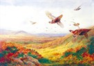 Red Grouse in Flight by Archibald Thorburn
