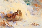 Woodcock in the Snow by Archibald Thorburn