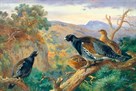 Capercaillie by Archibald Thorburn