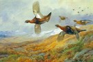 Grouse in Flight by Archibald Thorburn