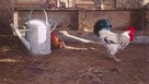 Rooster And Watering Can by Peter Munro