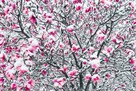 Spring Magnolia by Joseph Eta