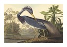 Louisiana Heron by James Audubon