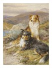 Sheepdogs by Basil Bradley