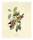 White - Winged Crossbill by James Audubon