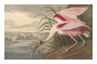 Roseate Spoonbill by James Audubon