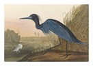 Blue Crane by James Audubon