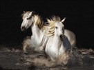 Camargue Horses by Bobbie Goodrich