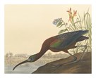 The Glossy Ibis by James Audubon