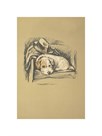 Denna, Sealyham Terrier by Lucy Dawson