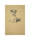 Binkie, Sealyham Terrier by Lucy Dawson