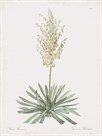 Yucca Filamentosa by Pierre Joseph Redoute