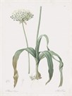 Allium Nigrum by Pierre Joseph Redoute