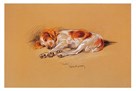 Judy, A Spaniel Puppy by Mac