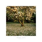 Magnolia by Bent Rej