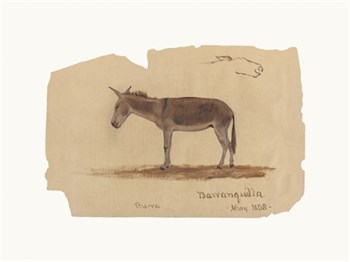 A Donkey, Barranquilla, Colombia Fine Art Print by Frederic Edwin Church