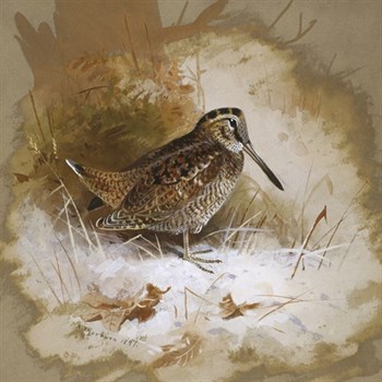 A Woodcock Print by Archibald Thorburn