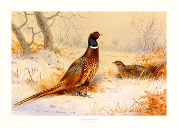 Cock and Hen Pheasant Print by Archibald Thorburn