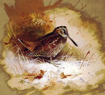 A Woodcock Fine Art Print by Archibald Thorburn