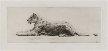 A Lioness Fine Art Print by Herbert Dicksee