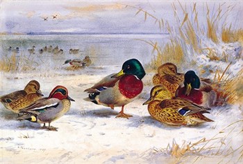 Ducks in Winter Fine Art Print by Archibald Thorburn