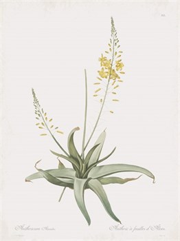 Anthericum Alooides Print by Pierre Joseph Redoute