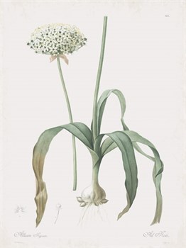 Allium Nigrum Print by Pierre Joseph Redoute