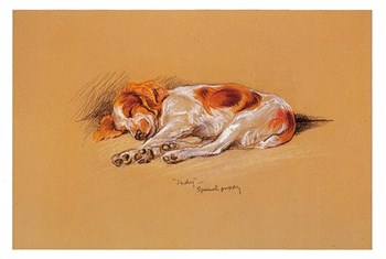 Judy, A Spaniel Puppy Print by Mac